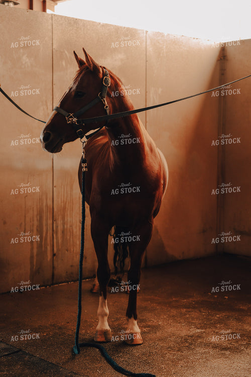 Horse 58084