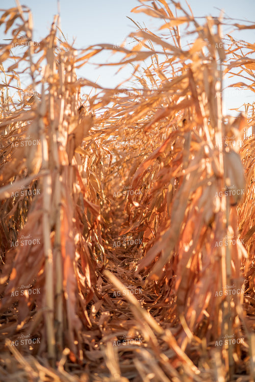 Dried Corn 76717