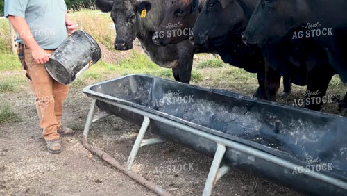 Farmer Feeding Cattle in the Pasture - 378