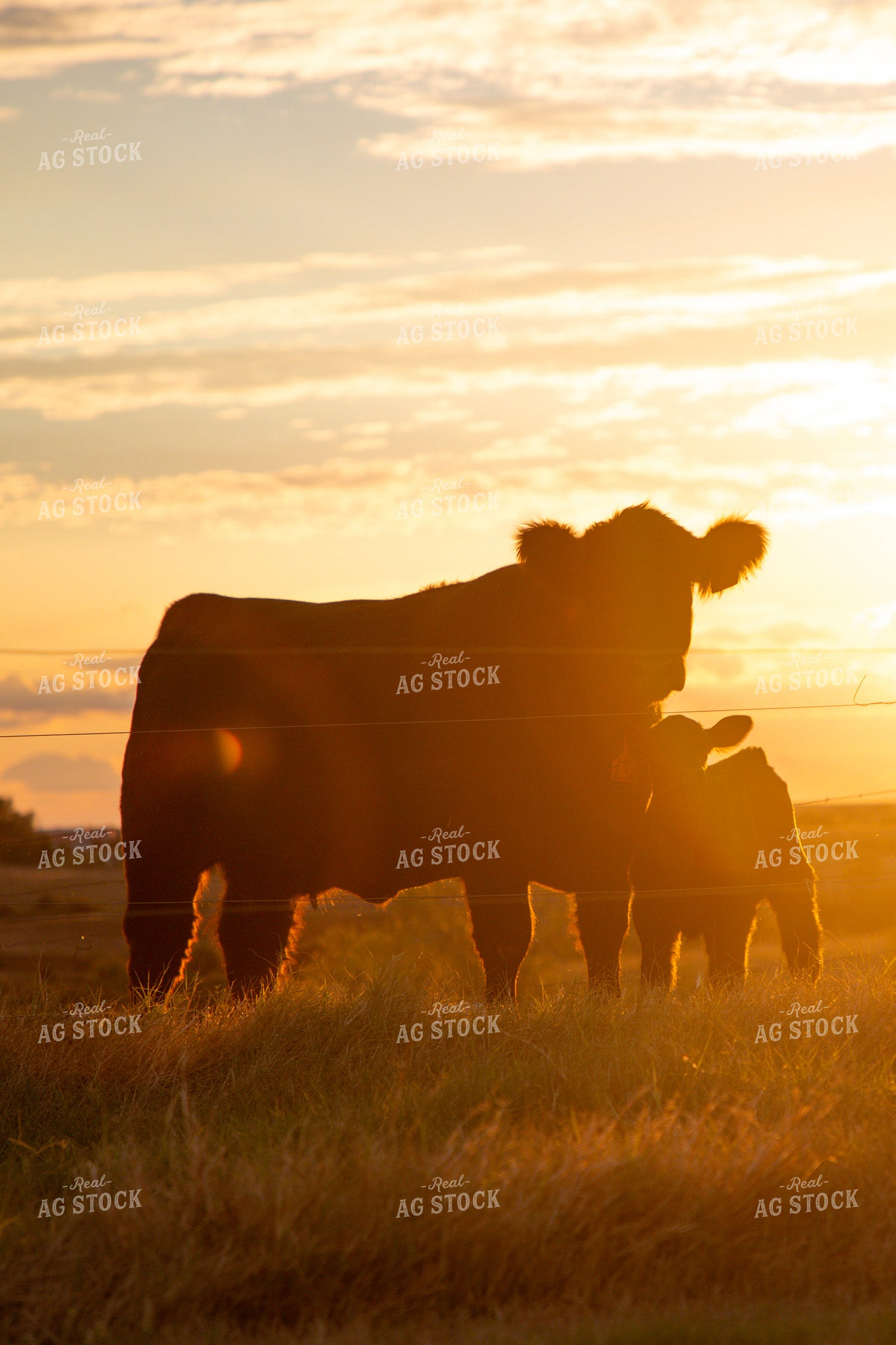 Cow Calf Pair Silhouette 208042