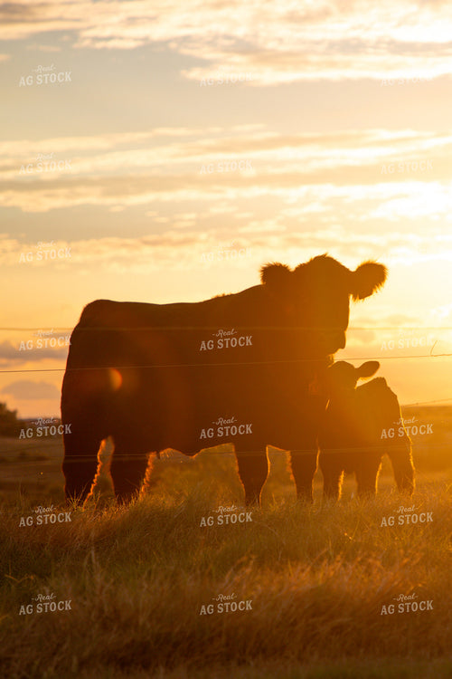 Cow Calf Pair Silhouette 208042