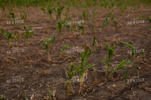 Hail and Wind Damaged Corn 67519
