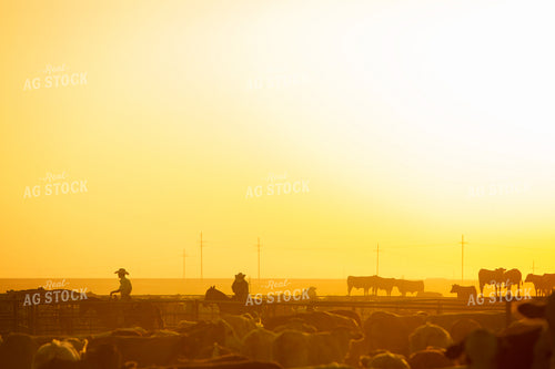 Feedyard Cattle and Cowboys Pen Riders at Sunrise 3833