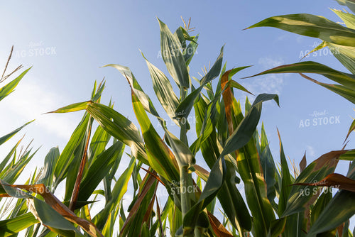 Midseason Corn 79680