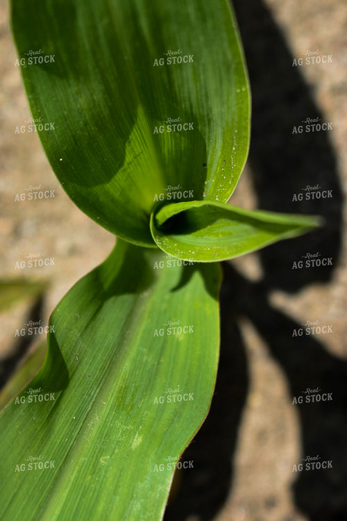 Corn Leaves 156096