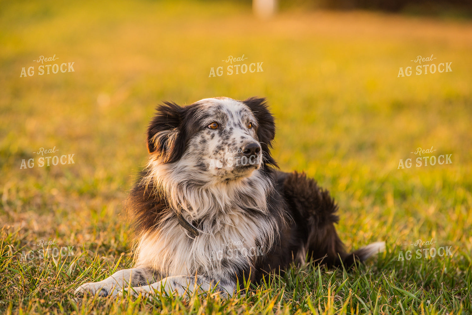 Farm Dog 299132