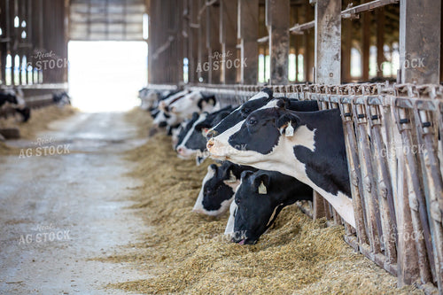 Holstein Cattle Eating in Freestall Barn 270069