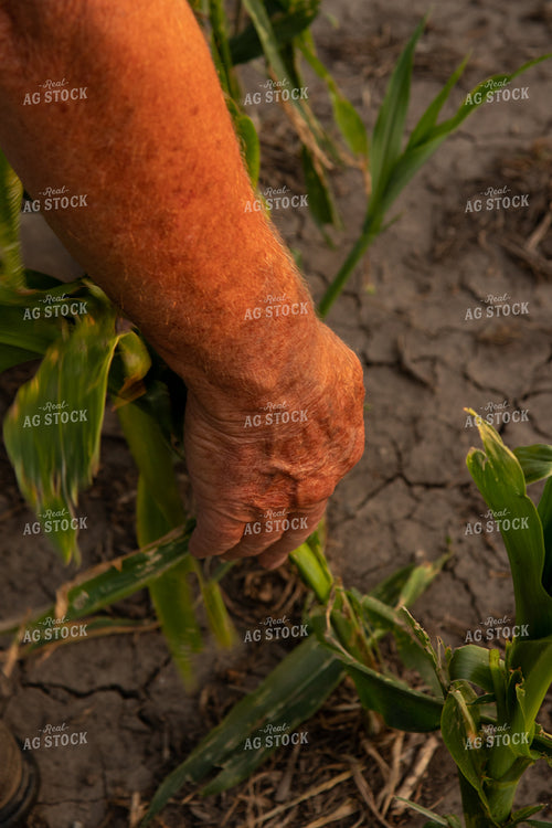 Farmer Checking Hail and Wind Damaged Corn 67516