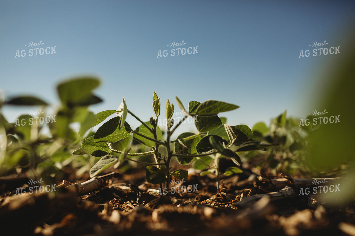 Green Soybeans 4366