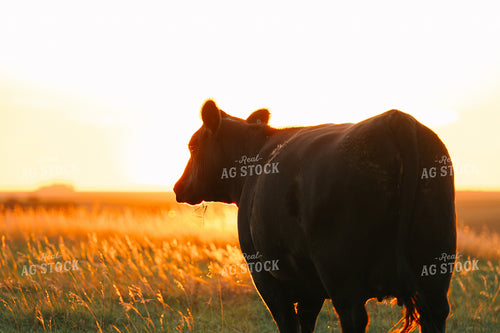Cattle on Pasture at Sunset 68223