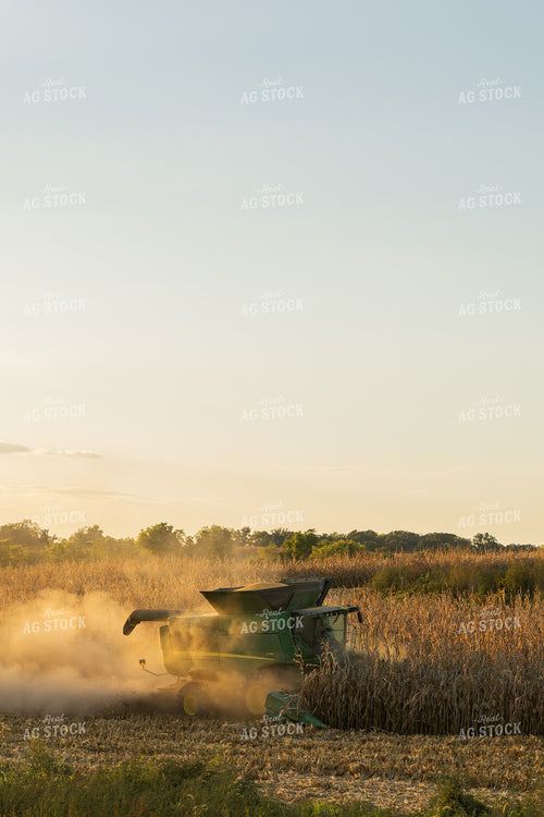 Corn Harvest 215155