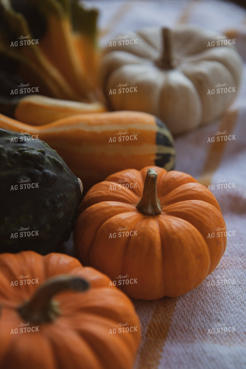 Mini Pumpkins and Gourds 67845
