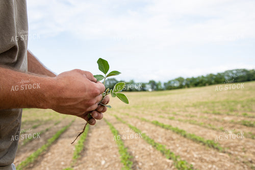 Farmer Scouting Early Growth Soybeans 1420007