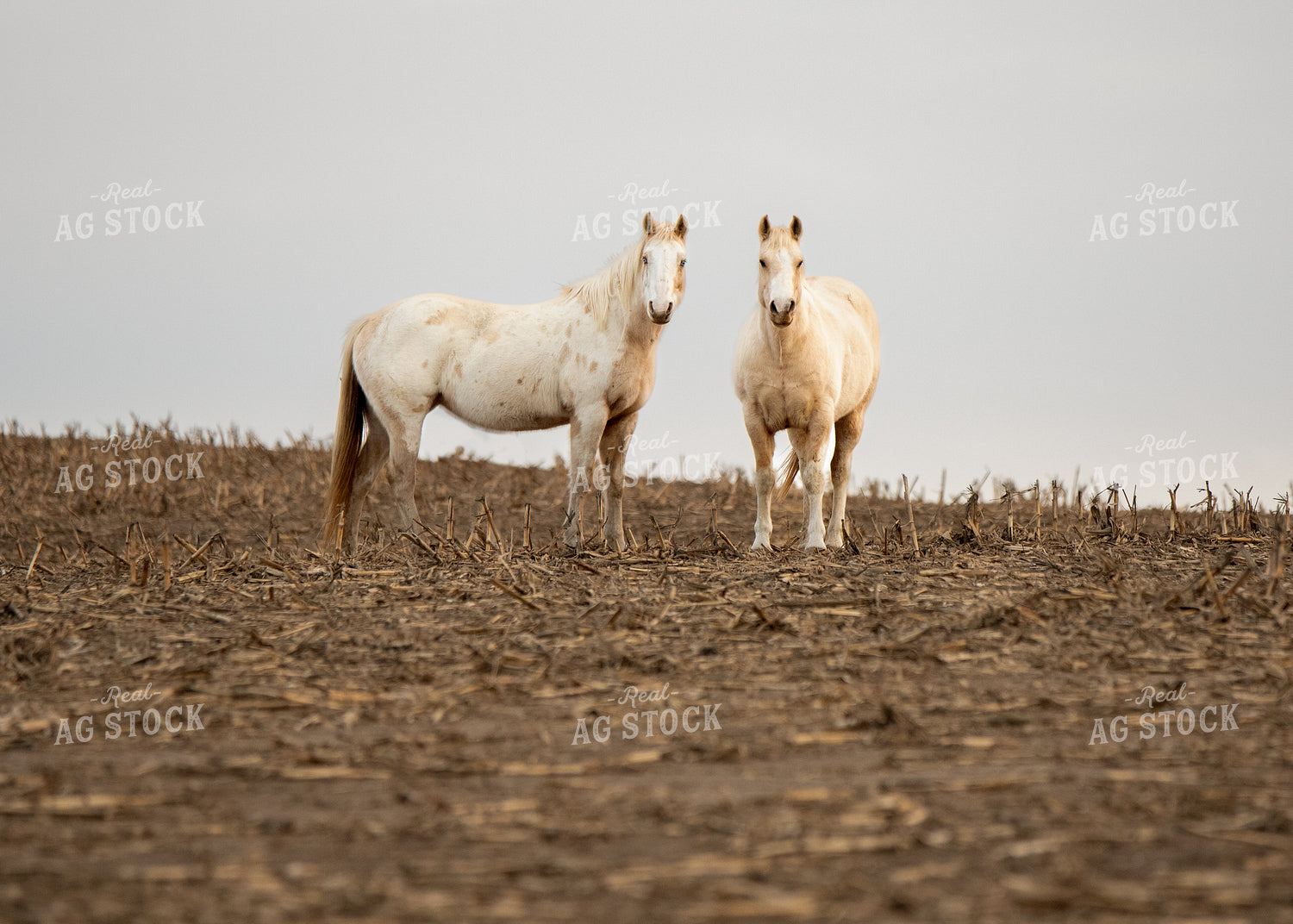 Horses 193042
