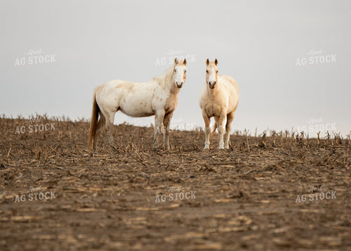 Horses 193042