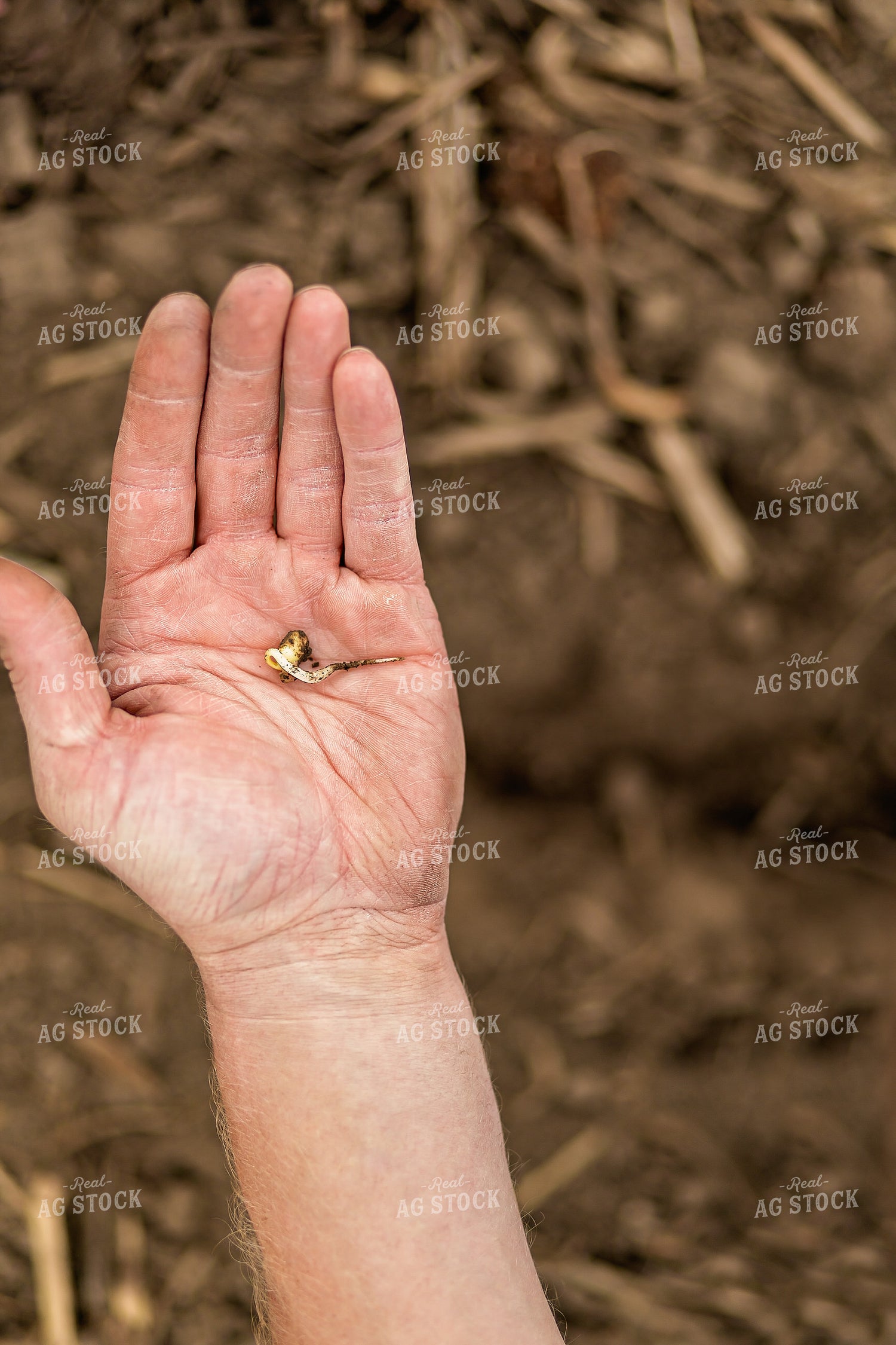 Farmer Checking Soybeans 93297