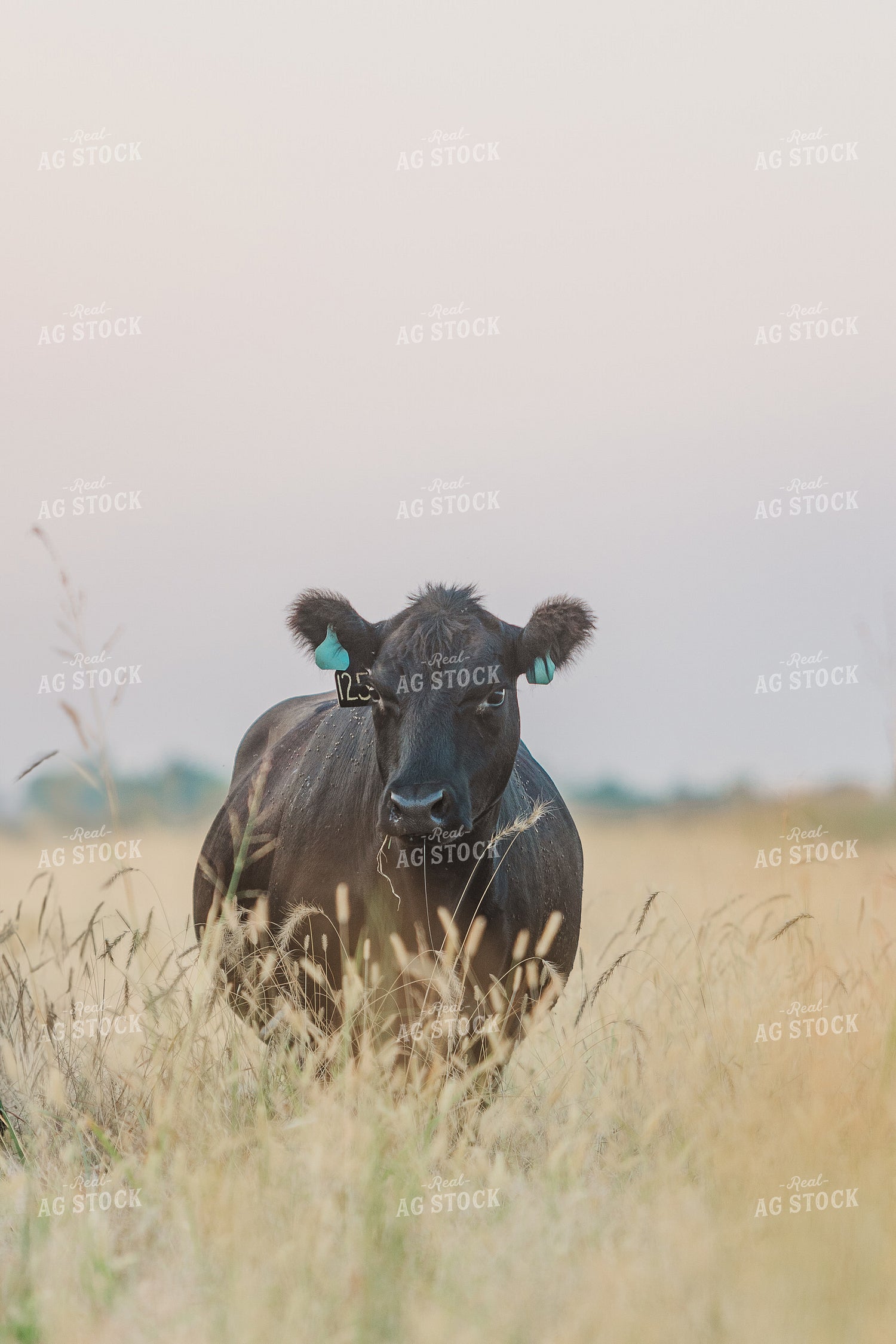 Cattle on Pasture 131035