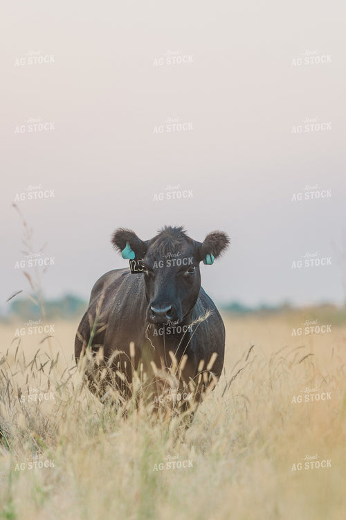 Cattle on Pasture 131035