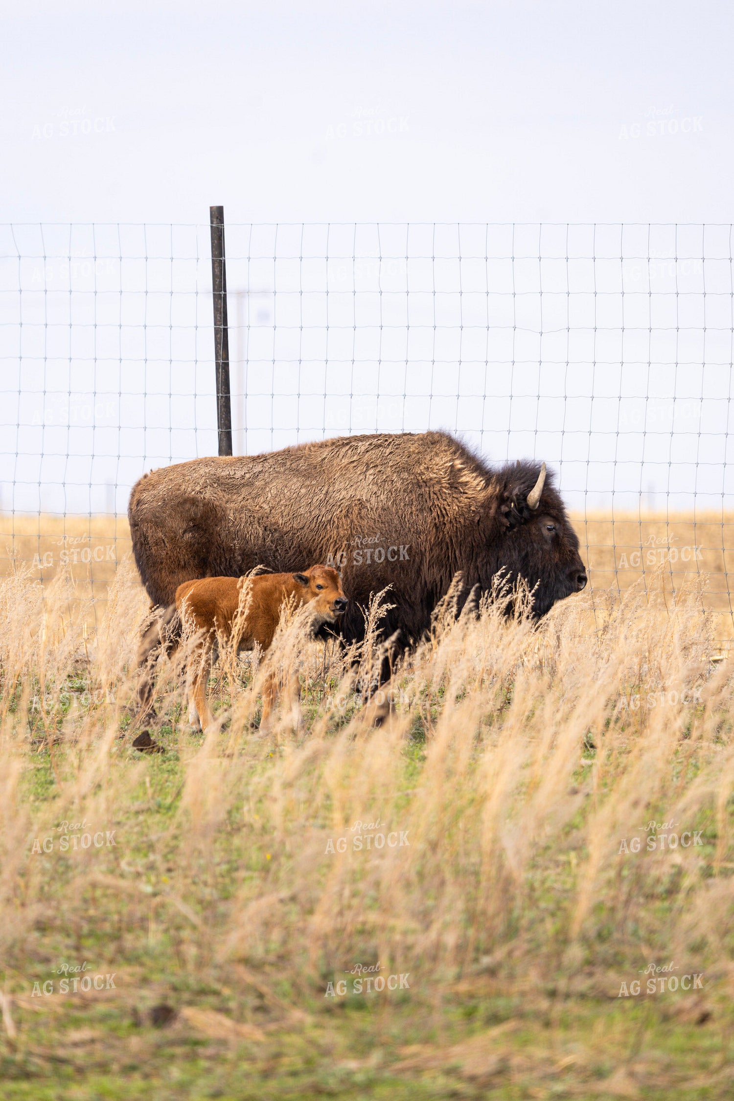 Bison 187166