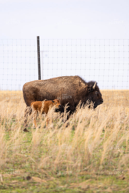 Bison 187166
