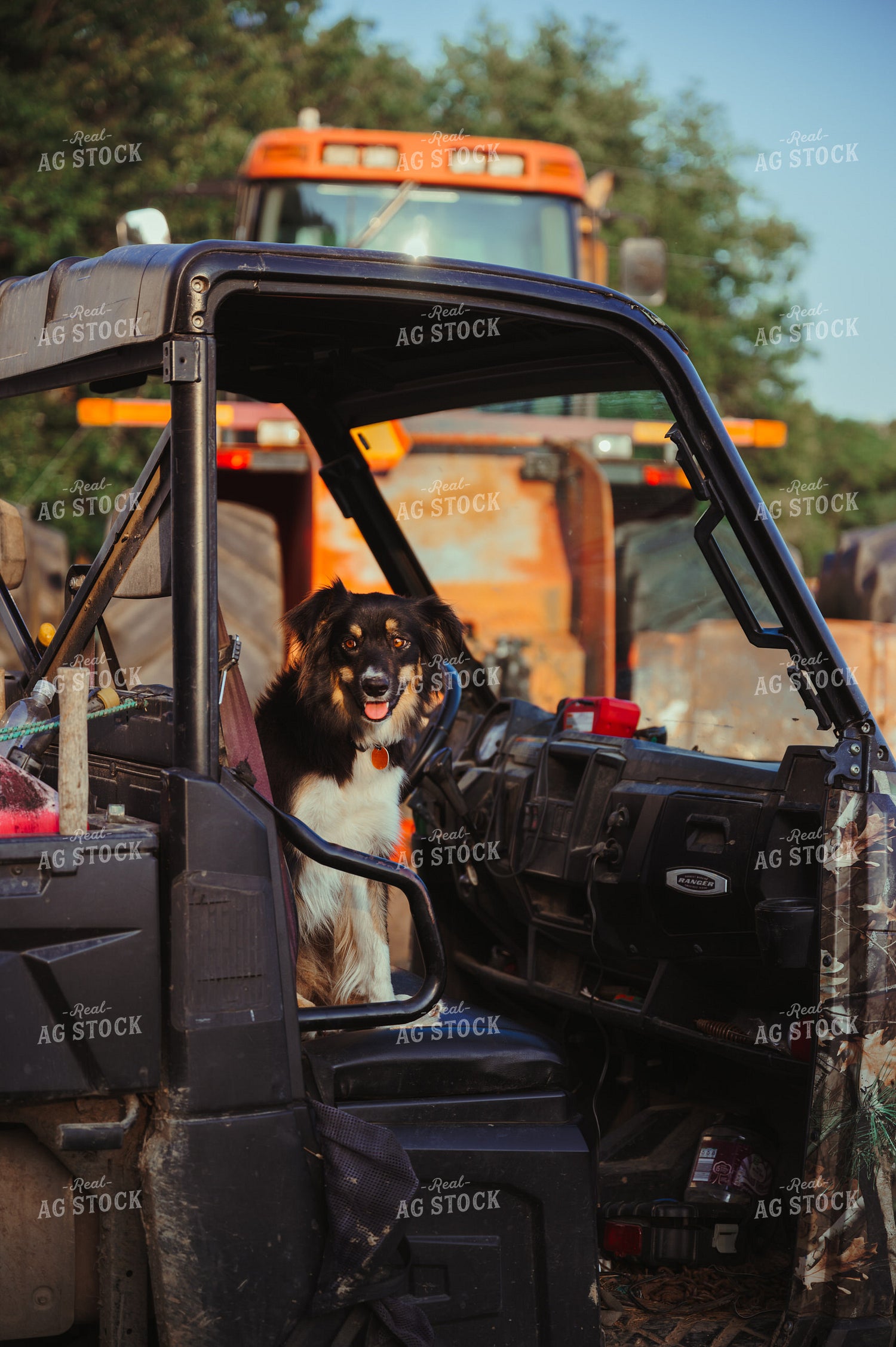 Farm Dog 125149