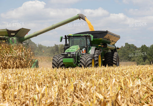 Corn Harvest 79709