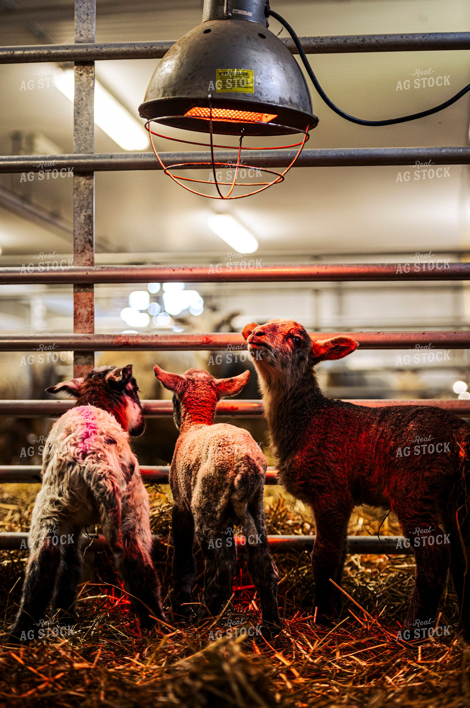 Lambs 195040
