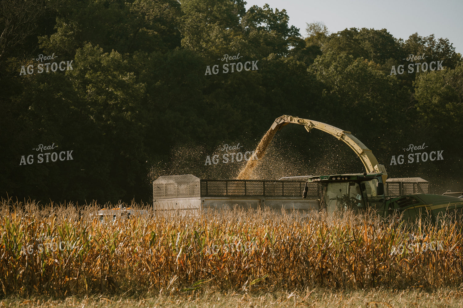 Corn Silage Harvest 125343