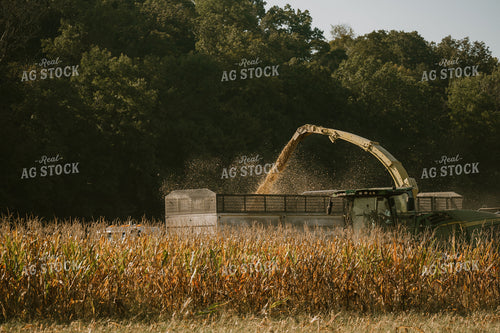 Corn Silage Harvest 125343