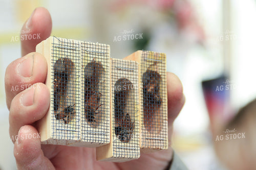 Honeybees in Little Boxes 105012