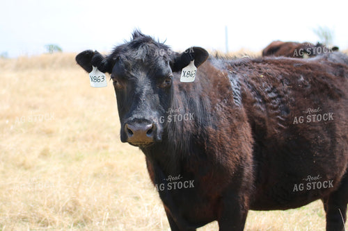 Black Angus Cattle on Pasture 82384