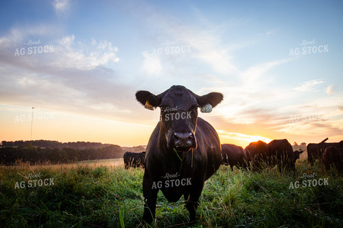 Black Angus Cow on Pasture 268365