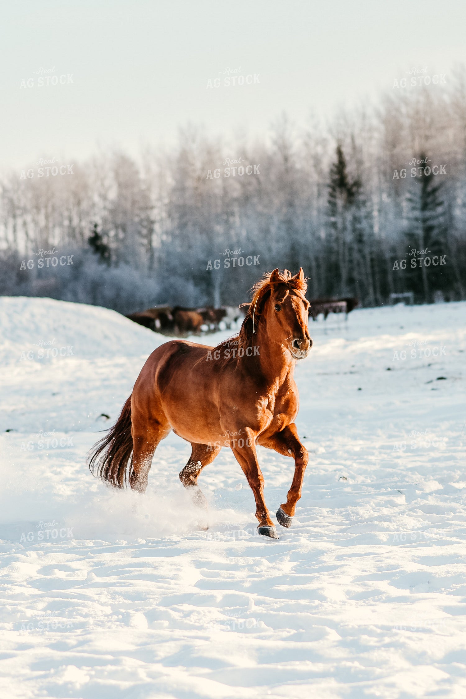 Horse Running in Snow 64206