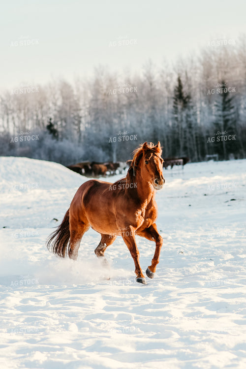 Horse Running in Snow 64206