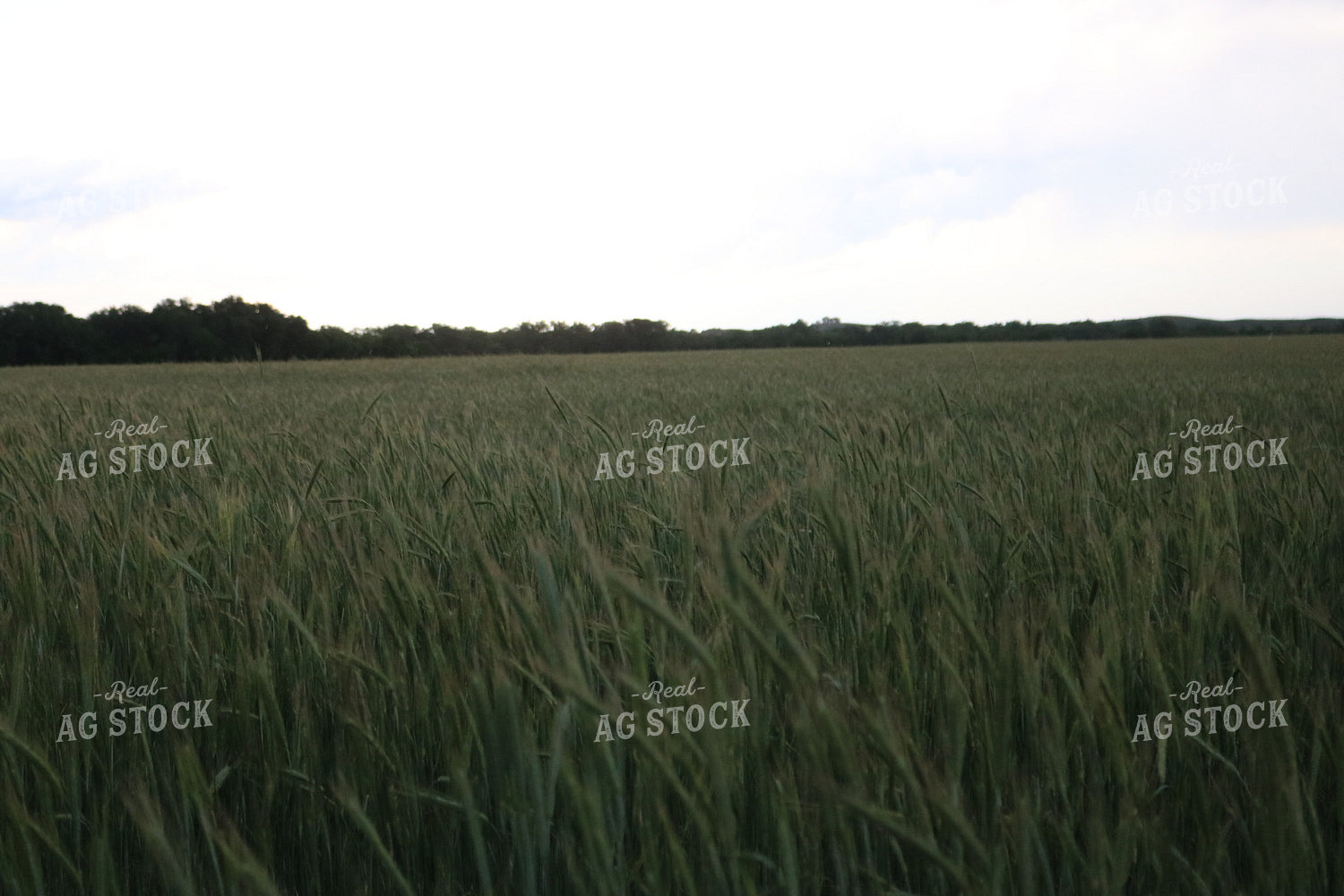 Field of Wheat 82068