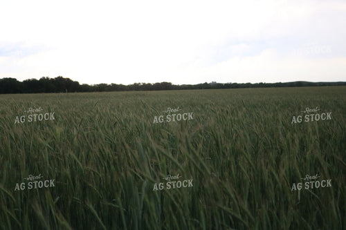 Field of Wheat 82068