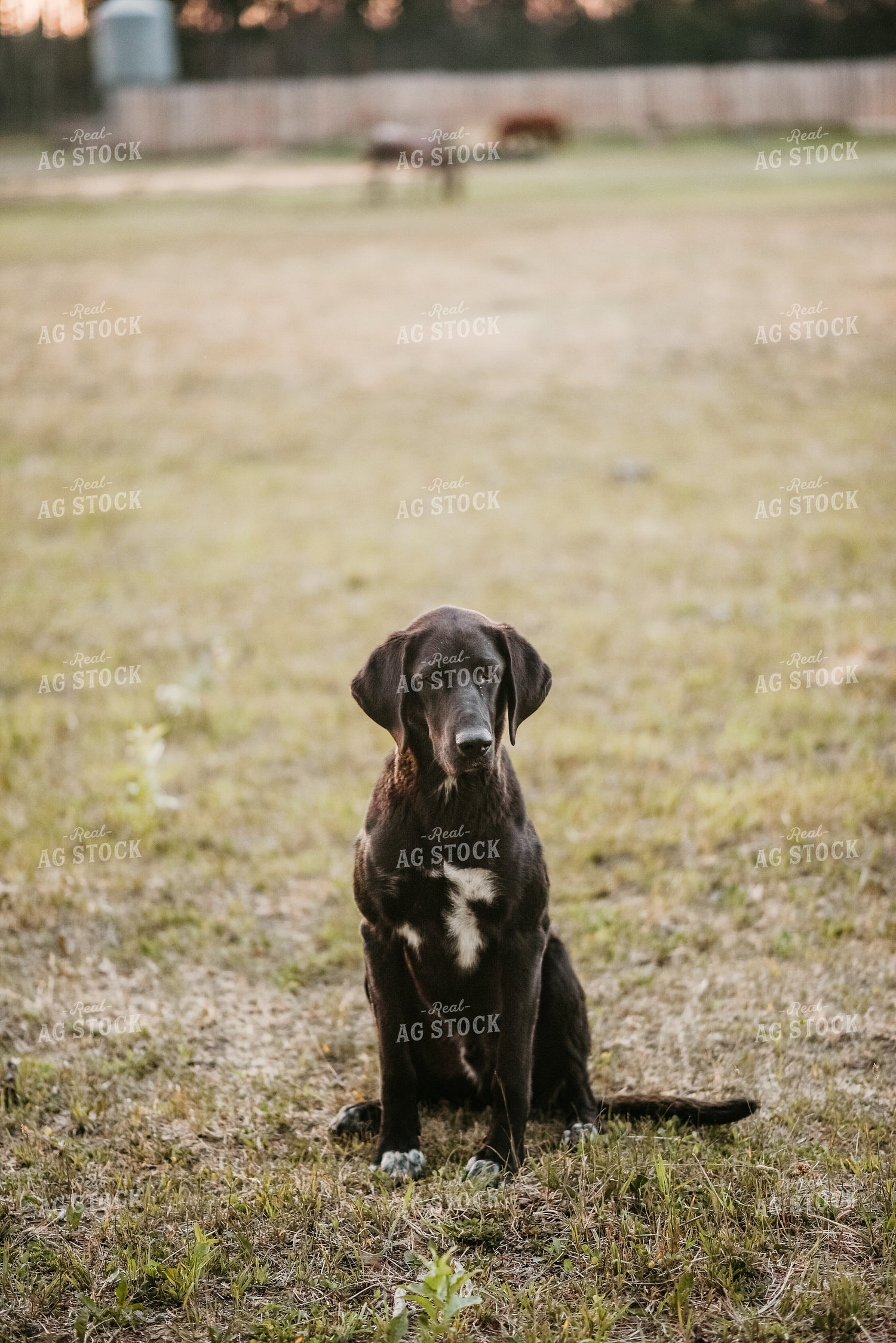 Dog in Farmyard 64293