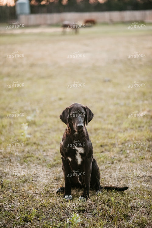 Dog in Farmyard 64293