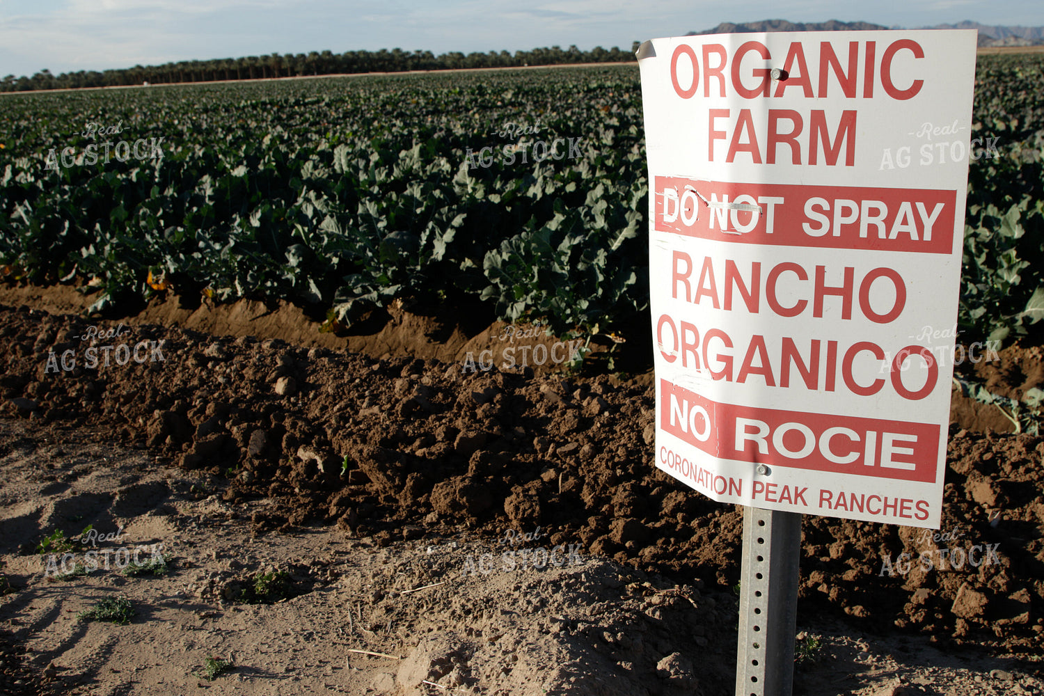 Organic Broccoli Field 105030
