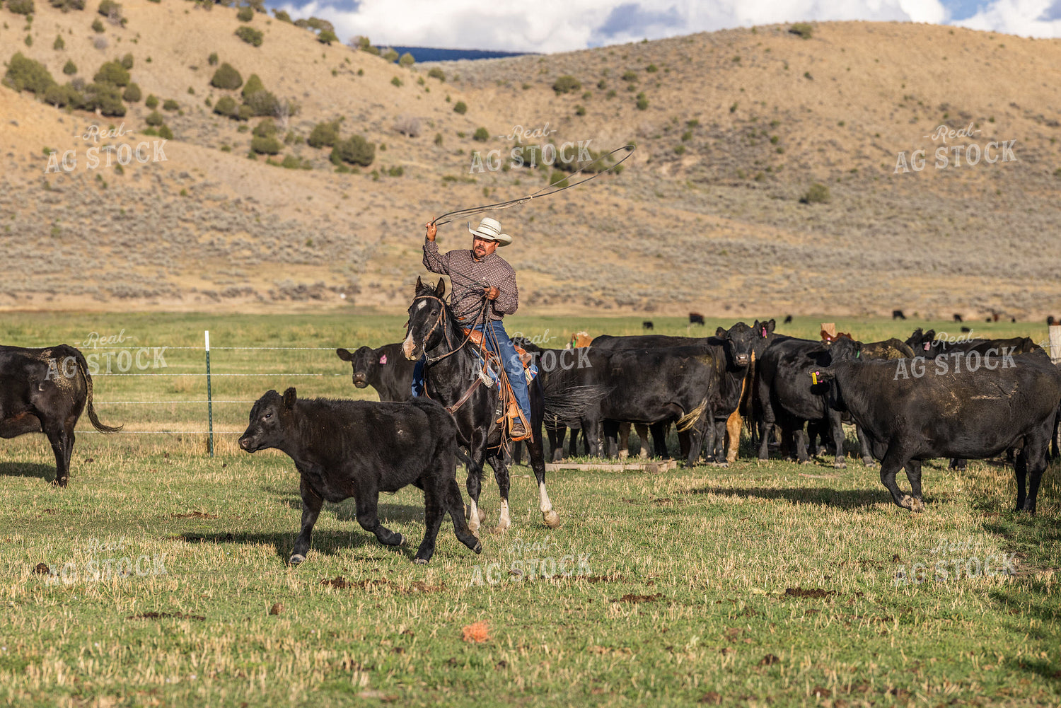 Cowboy Roping Cattle 290012