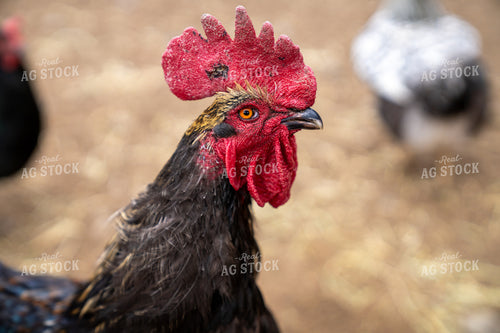 Close-Up of a Rooster on a Farmyard with Blurred Background 65318