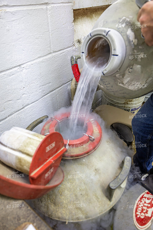 Pouring Liquid Nitrogen into Semen Tank 270293