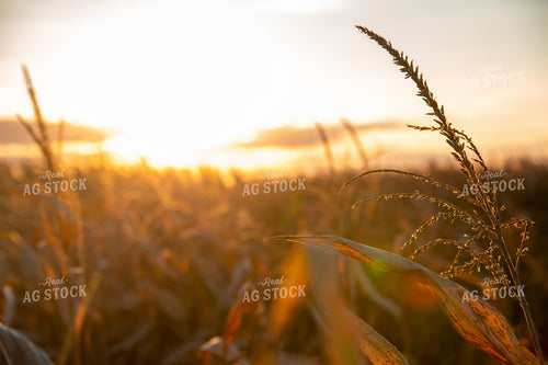Dried Corn Tassels at Sunset 25462