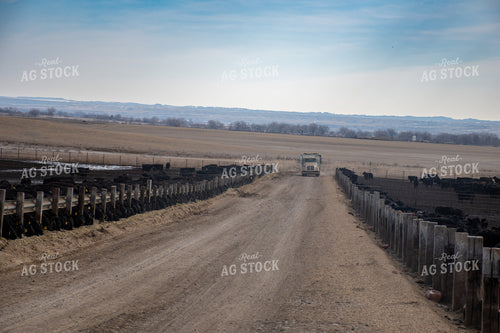 Cattle Eating Out of Trough 50351