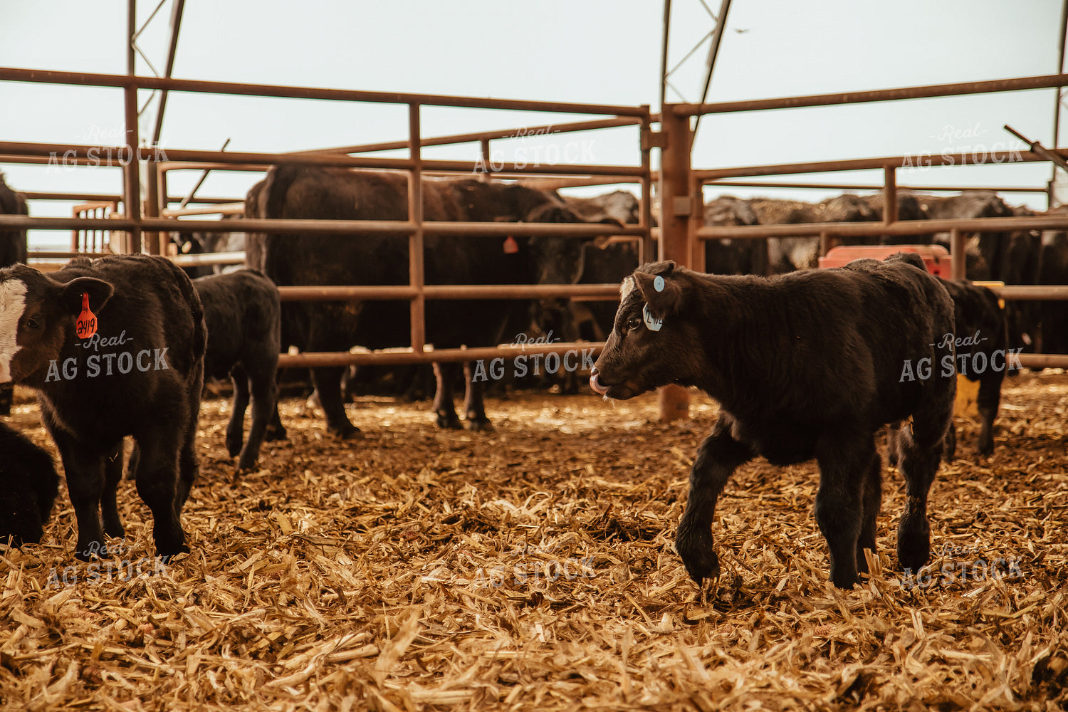 Cows & Calves 67656