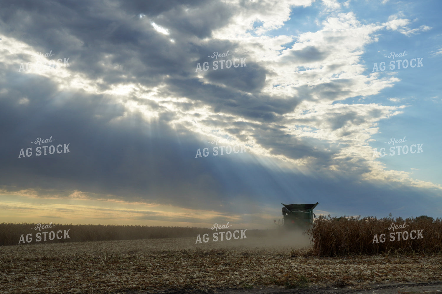Corn Harvest 65607