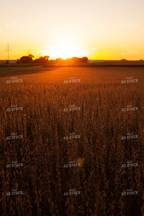 Soybeans - Dry 2484