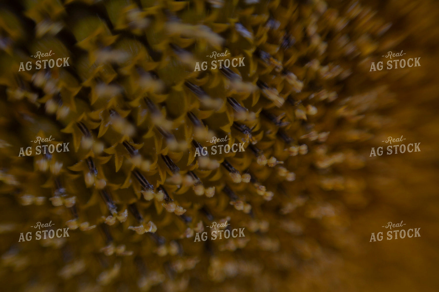 Sunflowers 2082