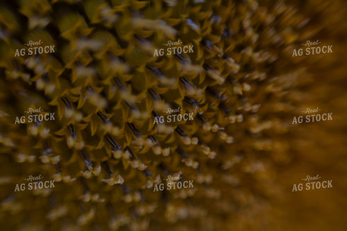 Sunflowers 2082