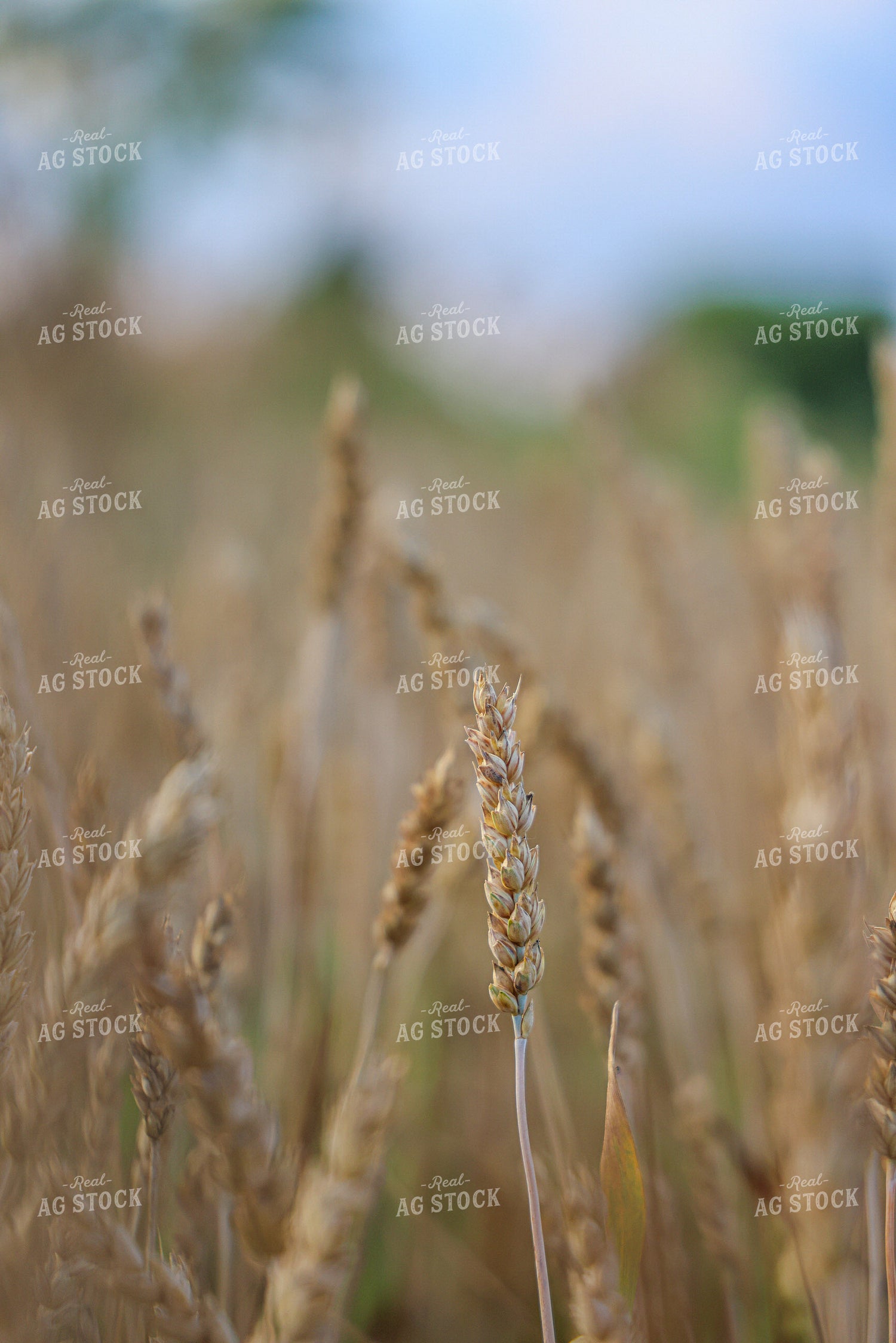Dried Wheat 160239